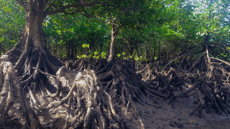 Mangroves in Madagascar - Sauce Shop Mangroves in Madagascar - Sauce Shop