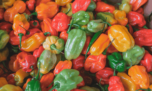 The Difference Between Habanero and Jalapeño Peppers