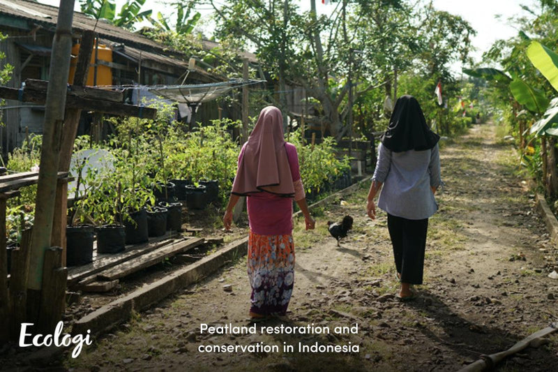  Project Funded: Peatland Restoration and Conservation in Indonesia - Sauce Shop