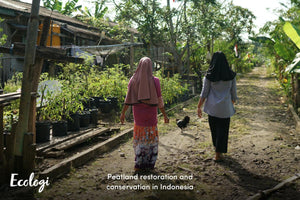 Project Funded: Peatland Restoration and Conservation in Indonesia - Sauce Shop