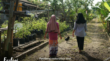 Project Funded: Peatland Restoration and Conservation in Indonesia - Sauce Shop