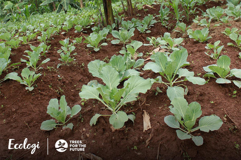  Tree Planting Updates: The surprising benefits of tree planting projects - Sauce Shop
