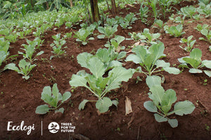 Tree Planting Updates: The surprising benefits of tree planting projects - Sauce Shop
