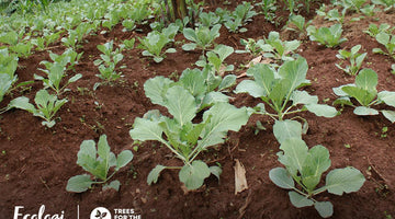 Tree Planting Updates: The surprising benefits of tree planting projects - Sauce Shop